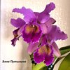 Cattleya Massiliensis purple..